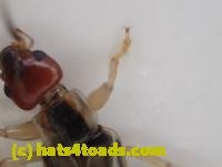 /home//u458753944/public_html/sourcegallery////////Insects and small critters/earwigs (Dermaptera)/P4260001.JPG
